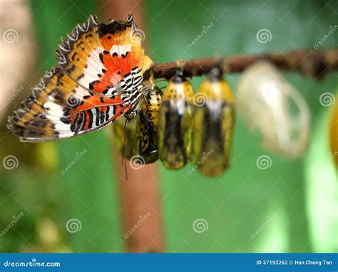 Butterfly and Pupa stock photo. Image of butterflies - 37192262