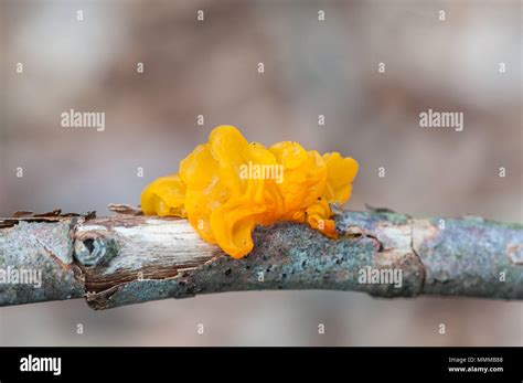 Yellow Fungus On A Branch Of A Rotten Tree Stock Photo Alamy