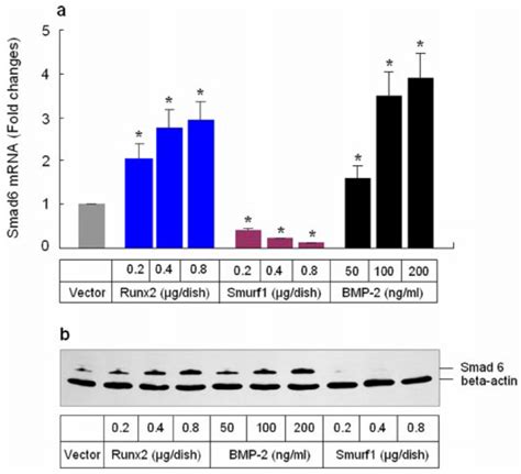 BMP 2 And Runx2 Stimulate And Smurf1 Inhibits Smad6 MRNA And Protein