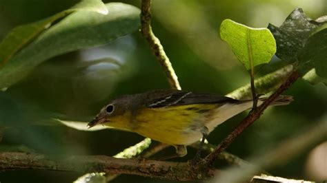 Yellow-throated Vireo | MarkEisingBirding