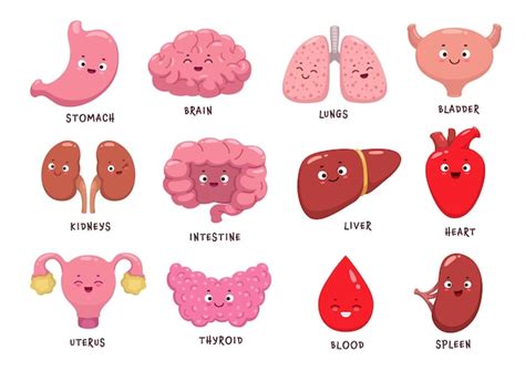 Premium Vector | Cartoon human body organ characters vector funny ...