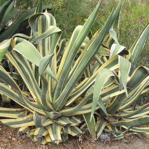 Variegated Century Plant Buchanan S Native Plants