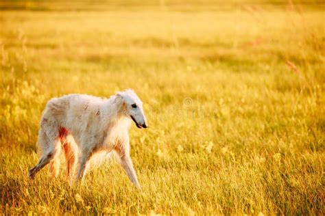 Russian Dog Borzoi Running Summer Sunset Sunrise Meadow Field Stock