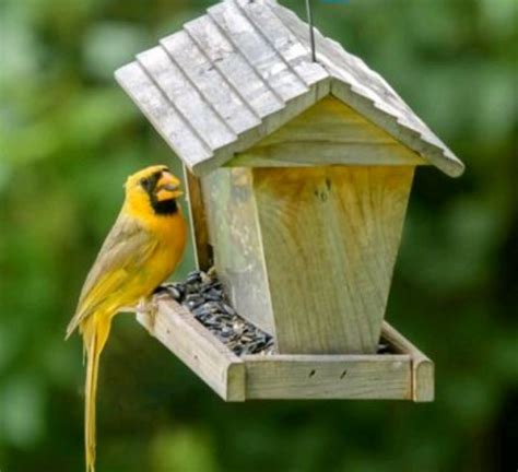 The Bright Yellow Cardinal Is Quite Literally One In A Million