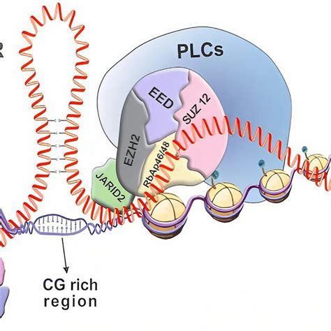 Comparison Of The Expression Levels Of Lncrna Hotair Between Normal And