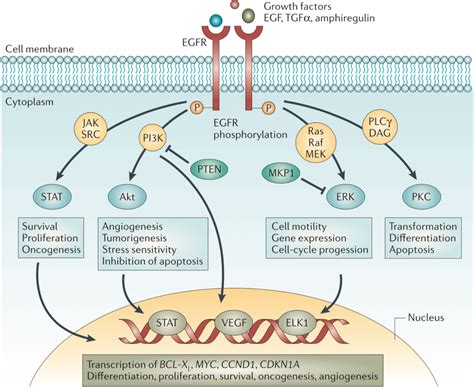 Figure From Roles Of Adam In Triple Negative Breast Cancer