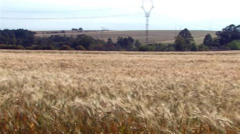 Preço em alta e variedades mais resistentes estimulam produção de trigo