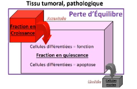 M9 Le Cycle Cellulaire Cartes Quizlet