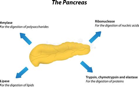 Exocrine Pancreas Stock Illustrations 148 Exocrine Pancreas Stock Illustrations Vectors