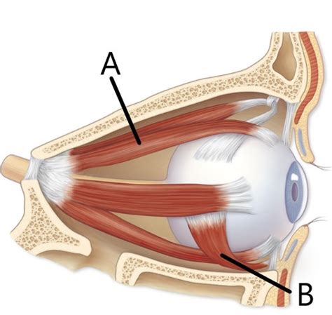 Chapter Axial And Appendicular Muscles Flashcards Quizlet