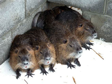 Free Picture Up Close Nutria Coypu Myocastor Coypus