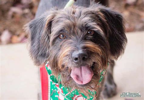 Franco the German Wire-Haired Pointer Mix