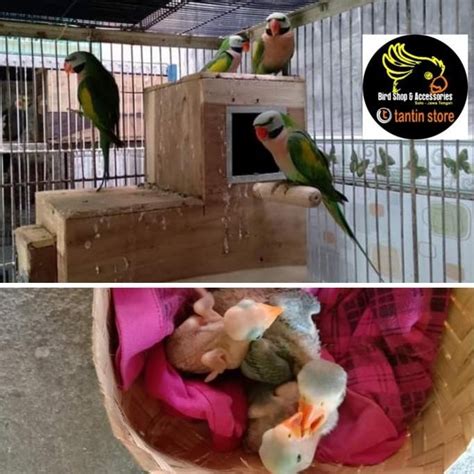 Jual Best Glodok Kayu Model L Burung Parrot Sunconure Falk Indian