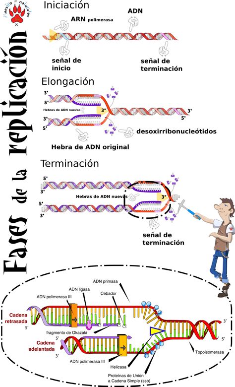 Tema 14 2 Cómo es la replicación del ADN