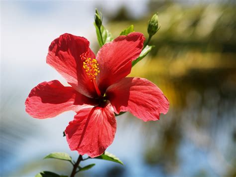 Banco De Imagens Flor Plantar Folha Flor P Tala Vermelho