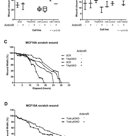 Release Of Mir 155 From Tap63 Regulation Drives Migration Ab The