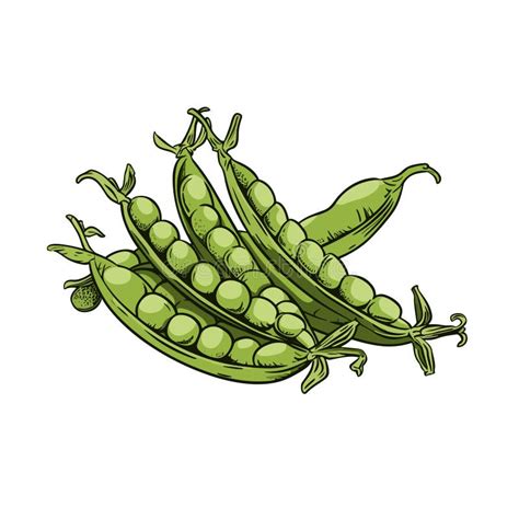 Peas Hand Drawn Illustration Peas Vector Doodle Style Cartoon