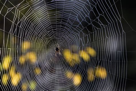 Spider Web Cobweb Free Photo On Pixabay Pixabay