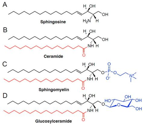 Ijms Free Full Text Emerging Roles Of Ceramides In Breast Cancer