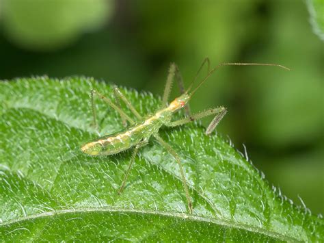 Maryland Biodiversity Project Pale Green Assassin Bug Zelus Luridus