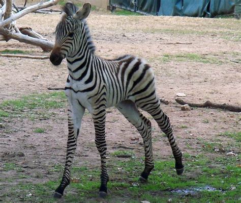 Meet "Ruckus," Como Zoo's Baby Zebra! - Como Zoo Conservatory