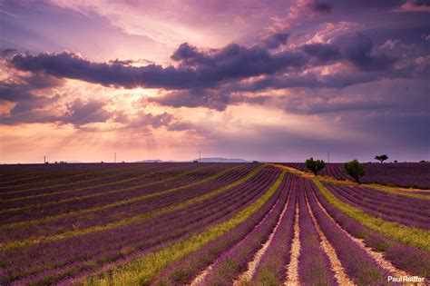 Lavender Fields Sunset