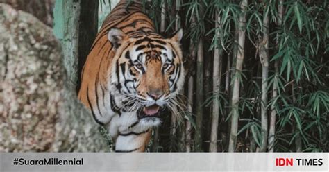 Fakta Harimau Sumatra Terancam Punah Hingga Dikeramatkan