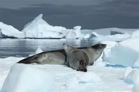 Crabeater Seal - Facts, Diet, Habitat & Pictures on Animalia.bio