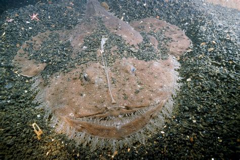 Strange Sea Creatures Washed Up After Tsunami