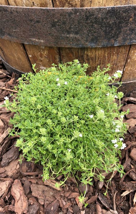 Macierzanka Wczesna Wirral White Thymus Praecox Wirral White