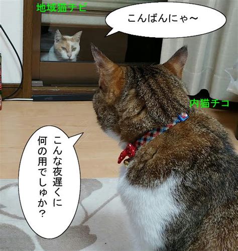 動くイラストと猫漫画：猫漫画「チビばあちゃんの作戦」