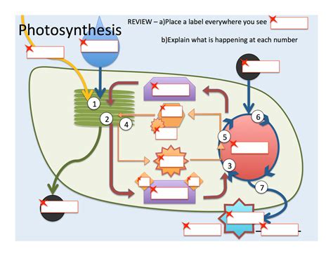 Photosynthesis Overview