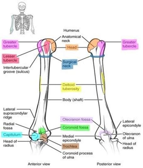 Appendicular Skeleton Lab Anatomy And Physiology I OER Lab Manual