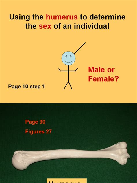 Humerus Sex Using The To Determine The Of An Individual Pdf