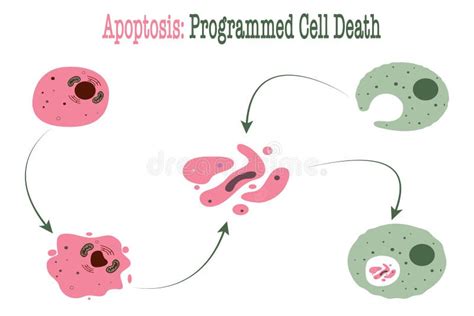 Apoptosis Programmed Cell Death Stock Vector Illustration Of Drawing