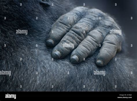 gorilla hand stock photo alamy
