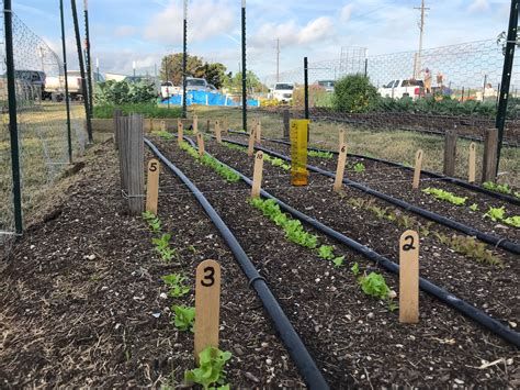 Lettuce Variety Trial - Williamson