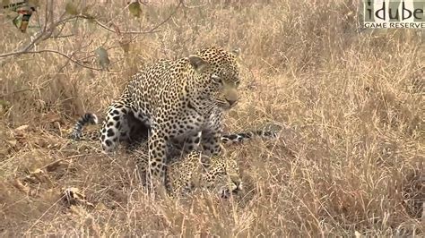 Sex In The Wild Mating Leopards Hard And Rough Hd Youtube