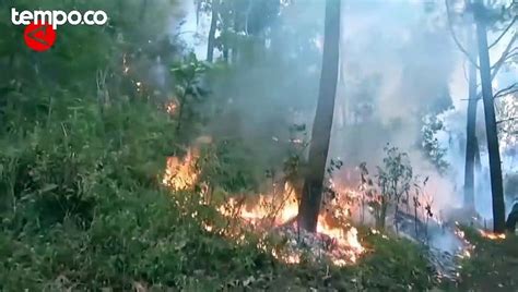 Total Lahan Terbakar Di Gunung Lawu Mencapai 1 100 Hektare Video