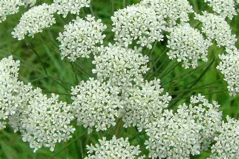 Ammi Majus