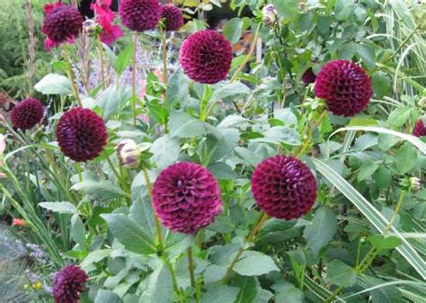 Dahlia Season On The Bridge Of Flowers