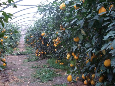 Growing Citrus In Greenhouses Since 2005 The Enhancing Li Flickr