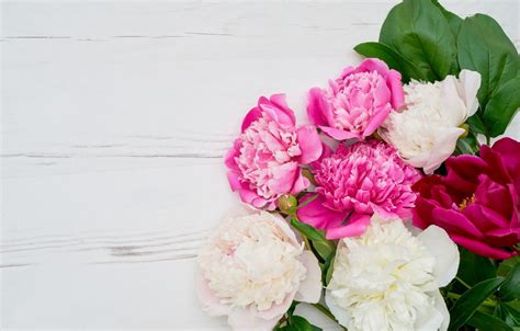 Pink Peonies Wallpapers - Wallpaper Cave