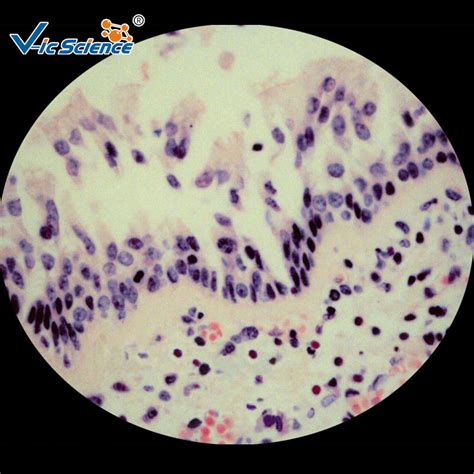 Biological Prepared Pathology Microscope Slides Medical Training Slides