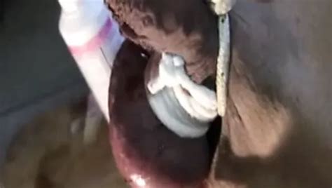 Autoblow Anleitung Elektrisches Pumpen Von Vagina Xhamster