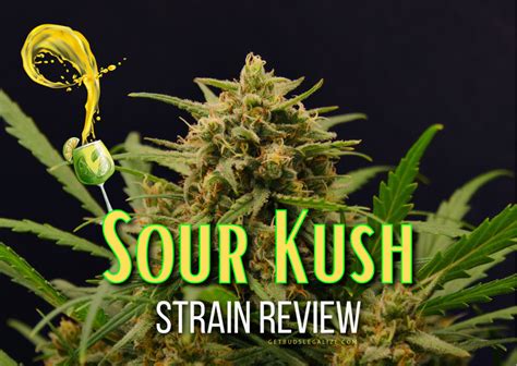 Sour Kush Strain Review And Growing Guide Aka Sour Og Kush