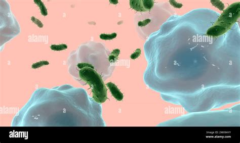 Las Infecciones Del Tracto Urinario Son Infecciones Bacterianas Que