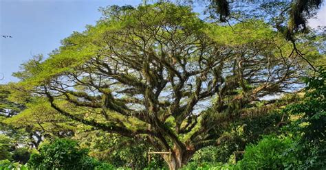 Berisi Pohon Trembesi Berusia Ratusan Tahun Hutan De Djawatan Kini