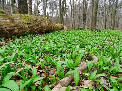 Czosnek Niedzwiedzi W Asciwo Ci I Zastosowanie Naturalnie Zdrowe