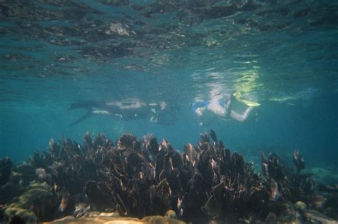 Wild Dolphin Encounter In Key West Florida